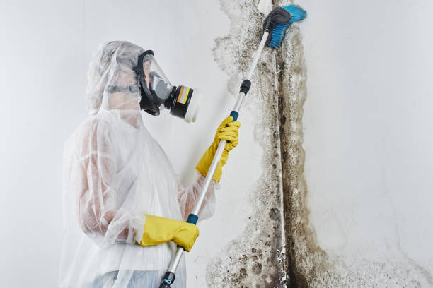 Certified Mold Removal in Blue Bell, PA