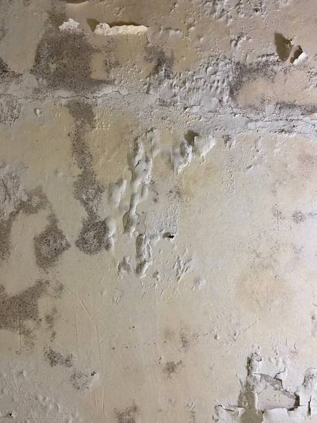 Best Commercial Mold Removal  in Blue Bell, PA